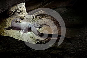 Mertens` or Mertens`s water monitor, Varanus mertensi, Australia. Lizard in dark cave habitat. Monitor near the river. Wildlife