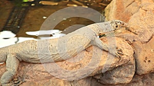 Mertens water monitor lizard