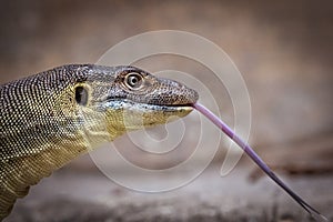 Mertens Water Monitor in profile flicking out tongue