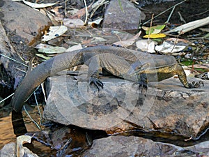 A Mertens Water Monitor Resting On A Rock