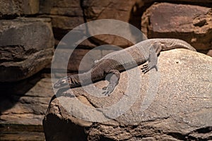 Mertens water monitor resting on a rock