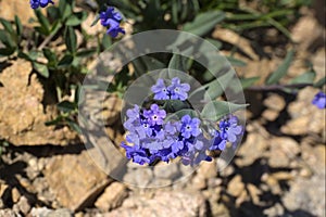 Mertensia alpina