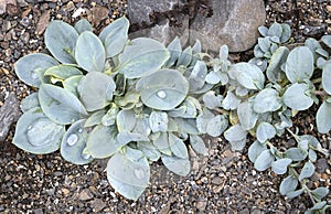 Mertensia maritima, named oysterplant, Norway
