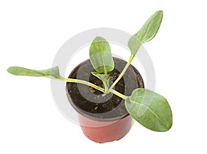 Mertensia maritima in studio