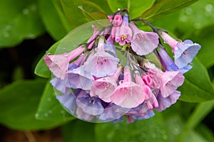 Mertensia Virginica Bluebell Wildflower Cluster