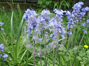 Mertensia virginica flower