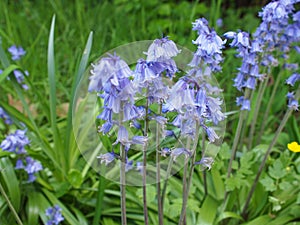 Mertensia virginica flower