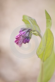 Mertensia virginica flowers 