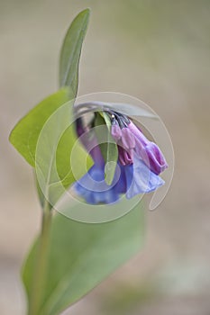 Mertensia virginica flowers  on blurred background.