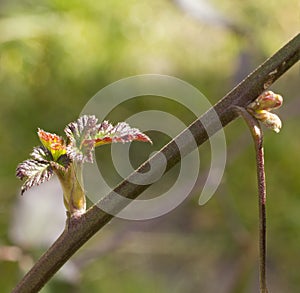 Merton Thornless Blackberry spring growth
