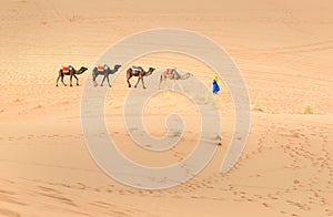 Berber man leading camel caravan in Erg Chebbi Sand dunes in Sahara Desert near Merzouga, Morocco