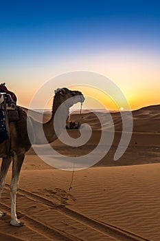 Merzouga in the Sahara Desert in Morocco