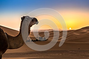 Merzouga in the Sahara Desert in Morocco