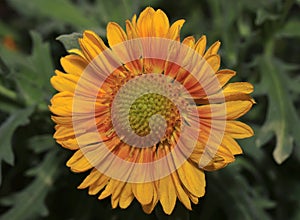 Mesa Peach Blanket Flower