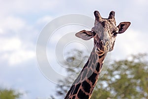 Mesai Giraffe at Phoenix Zoo