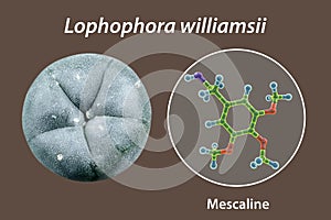 Mescaline molecule and its natural source, Lophophora williamsii cactus, 3D illustration and photograph