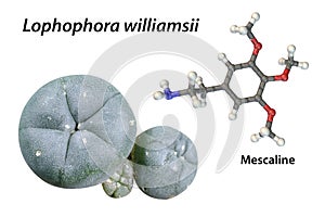 Mescaline molecule and its natural source, Lophophora williamsii cactus, 3D illustration and photograph