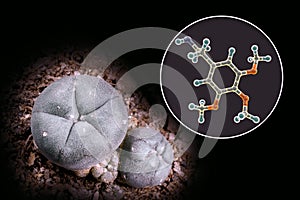 Mescaline molecule and its natural source, Lophophora williamsii cactus, 3D illustration and photograph