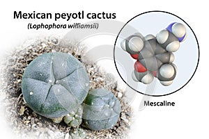 Mescaline molecule and its natural source, Lophophora williamsii cactus, 3D illustration and photograph