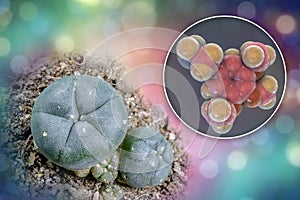 Mescaline molecule and its natural source, Lophophora williamsii cactus, 3D illustration and photograph