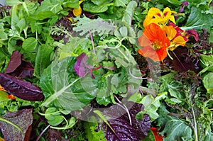 Mesclun salad greens with edible flowers