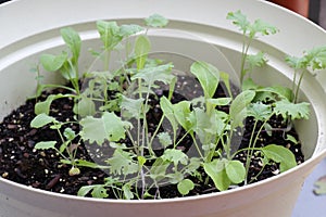 Mesclun Variety Lettuce Seedlings Growing in Potting Soil Outdoors