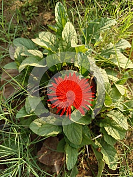 Mesembryanthemum cordifolium formerly known as Aptenia cordifolia