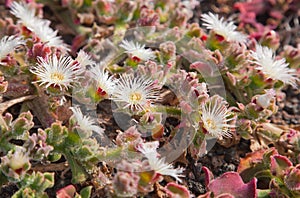 Mesembryanthemum crystallinum photo