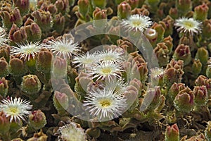 Mesembryanthemum crystallinum photo