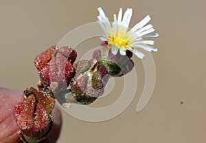Mesembryanthemum nodiflorum, slenderleaf iceplant