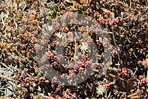 Mesembryanthemum nodiflorum, slenderleaf iceplant