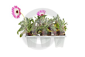 Mesembryanthemum in a tray