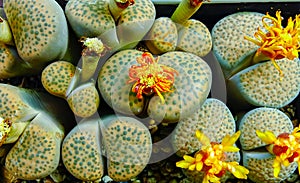 Mesembs (Lithops fulviceps) South African plant from Namibia