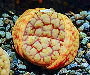 Mesembs (Lithops gracilidelineata) South African plant from Namibia