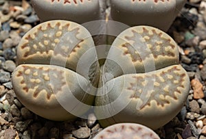 Mesembs (Lithops julii) South African plant from Namibia