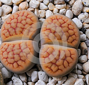 Mesembs (Lithops julii ssp. fulleri v. fulleri) South African plant from Namibia