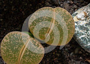 Mesembs (Lithops lesliei) South African plant from Namibia in the botanical collection