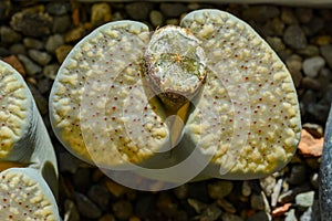 Mesembs (Lithops verruculosa) South African plant from Namibia