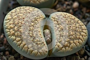 Mesembs (Lithops verruculosa) South African plant from Namibia in the botanical collection