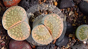 Mesembs Lithops verruculosa South African plant from Namibia in the botanical collection of supersucculent plants