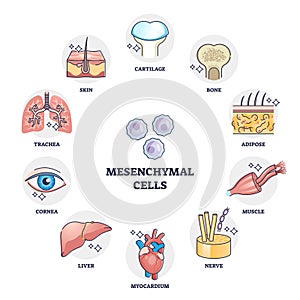 Mesenchymal stem cells multiple differentiation potential outline diagram photo