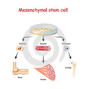 Mesenchymal stem cells are multipotent stromal cells
