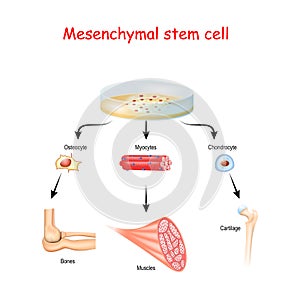 Mesenchymal stem cells are multipotent stromal cells photo