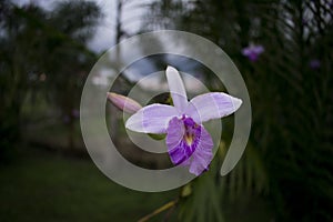 Colombian National Flower Orquidea photo