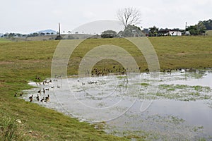 BEAUTIFUL COLOMBIAN NATURAL HABITAT, ESTERO LLANERO photo