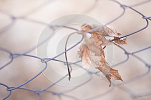 Mesh fence with dry maple leaf. Macro shot. Blurred background