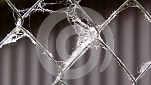 Mesh metal fence structure with branches and cobwebs, the web develops in the wind, close-up