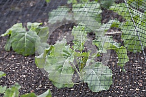 Mesh protection over vegetable garden, protects green brocolli plants organic crops from pest demage