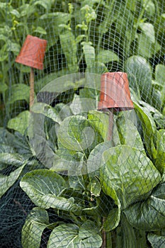 Mesh protection over vegetable garden, protects pak choi cabbage crops from pest demage