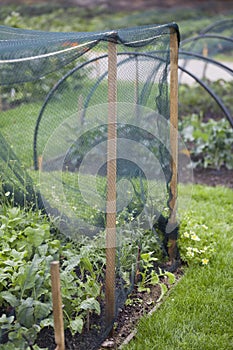 Mesh protection over the vegetable gardens, protects organic crops from pest damage